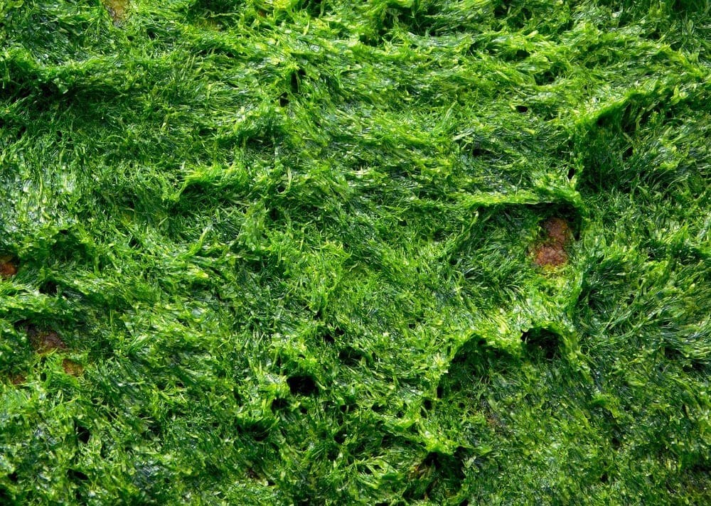 Algi - właściwości i zastosowanie